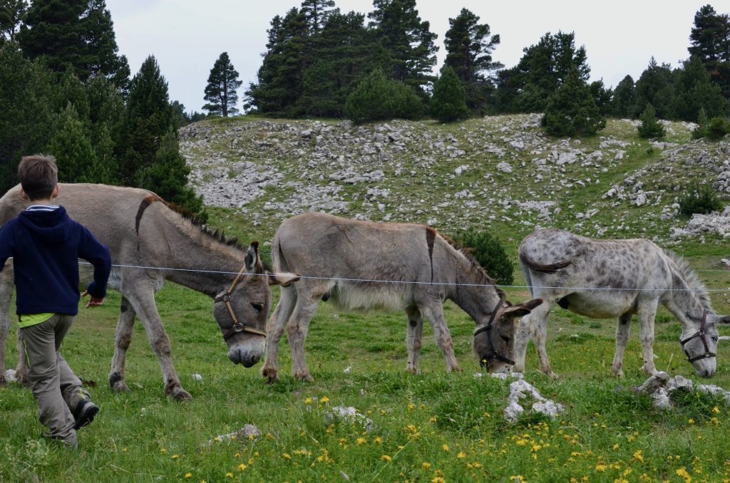 randonnee_ane_vercors_anevoyageur115