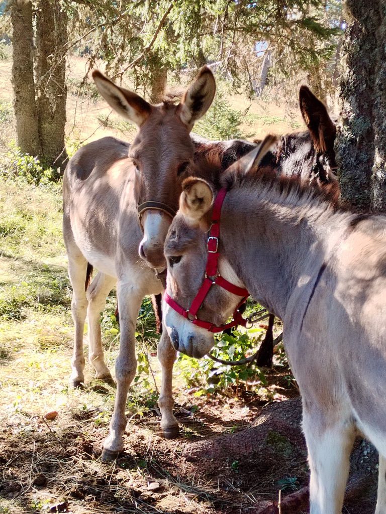 randonnee_ane_vercors_anevoyageur3