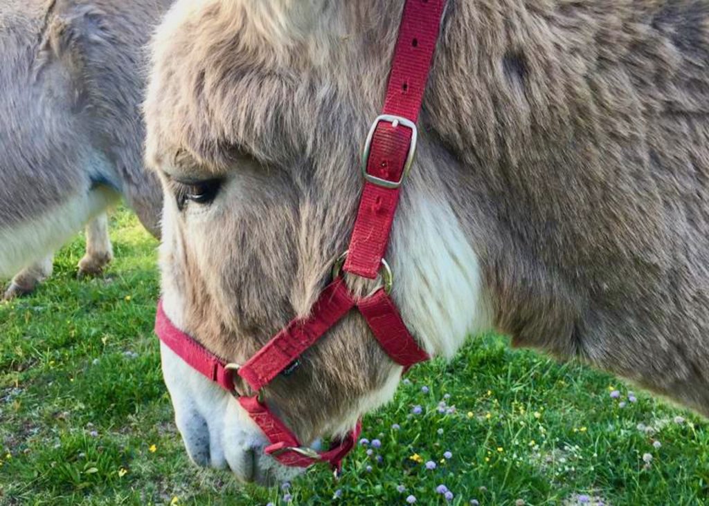 randonnee_ane_vercors_anevoyageur42