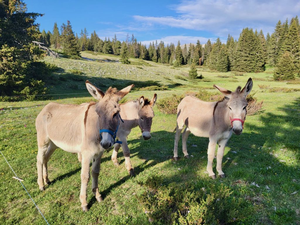 randonnee_ane_vercors_anevoyageur55